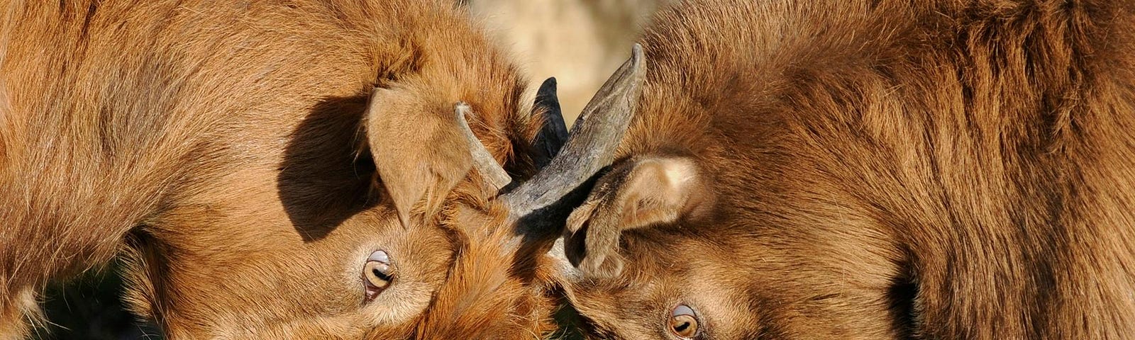 Two brown goats butting heads.