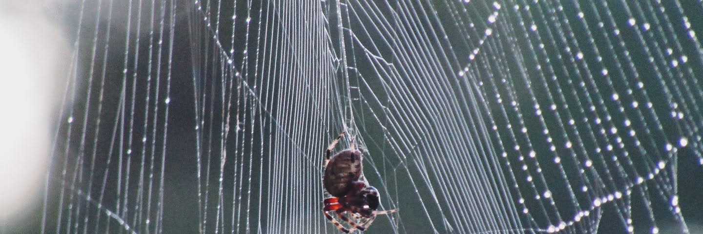 An orb-weaver at the center of its web, glistening with dew.