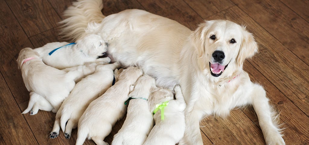 photo of dog nursing puppies