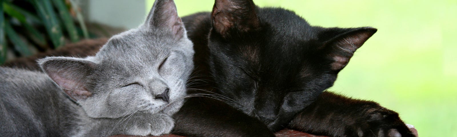 A grey kitten and a black cat sleeping.