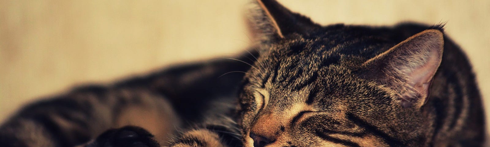 peacefully sleeping gray tabby cat