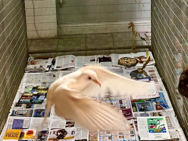 Photo of a white dove in flight in our flight cage