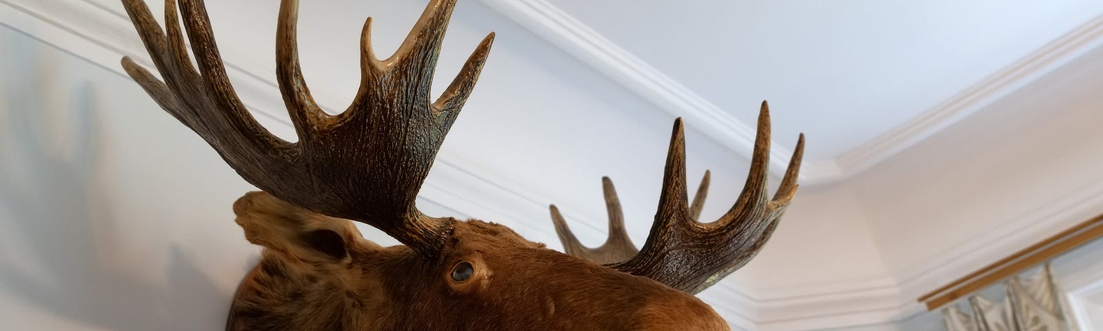 stock photo of moose head trophy on a wall