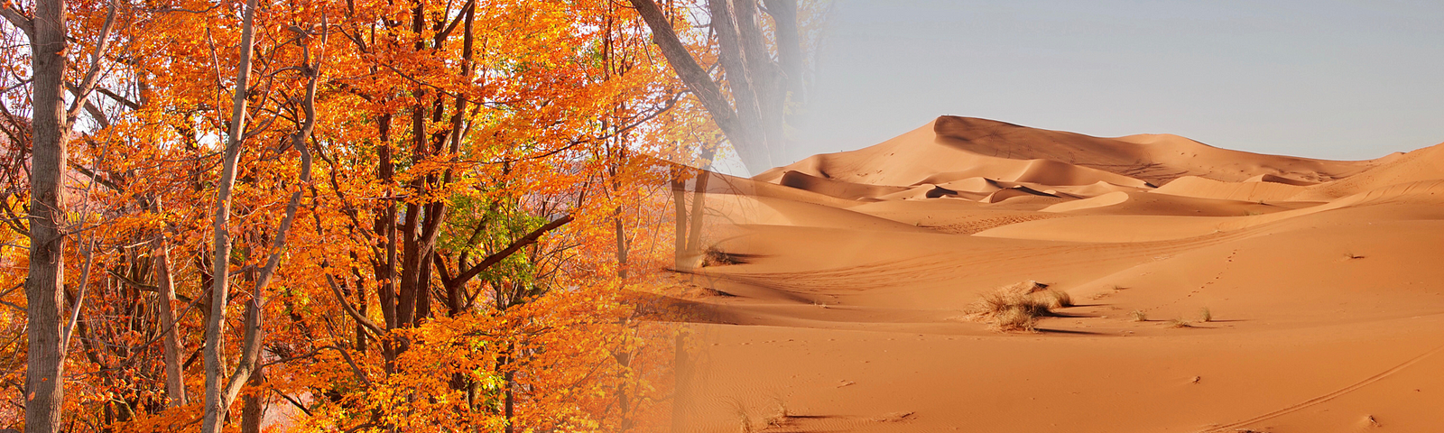 An image of a fall forest fading into a hot desert.