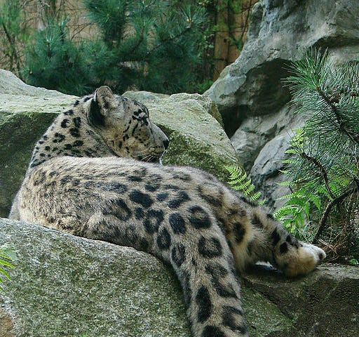 Snow leopard relaxing