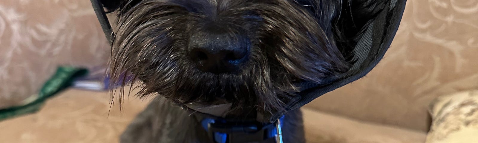 Photo of of small Maltese mix dog sitting up black furred, dark eyes looking at me, soft cone around her head to protect her due to being recently spayed