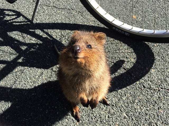 Picture of a Quokka