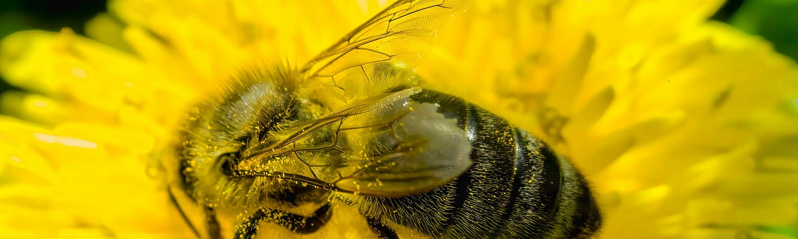 Close-up photograph of a bee feeding from a beautiful bright yellow dandelion flower in full sunlight.