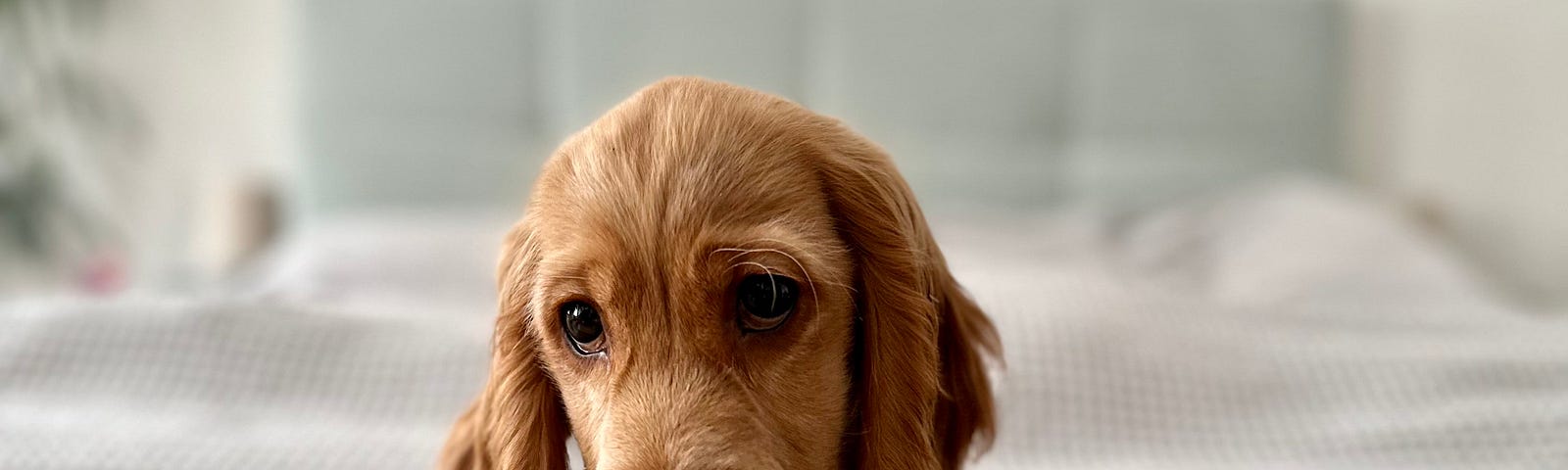 A photo of a red cocker spaniel puppy