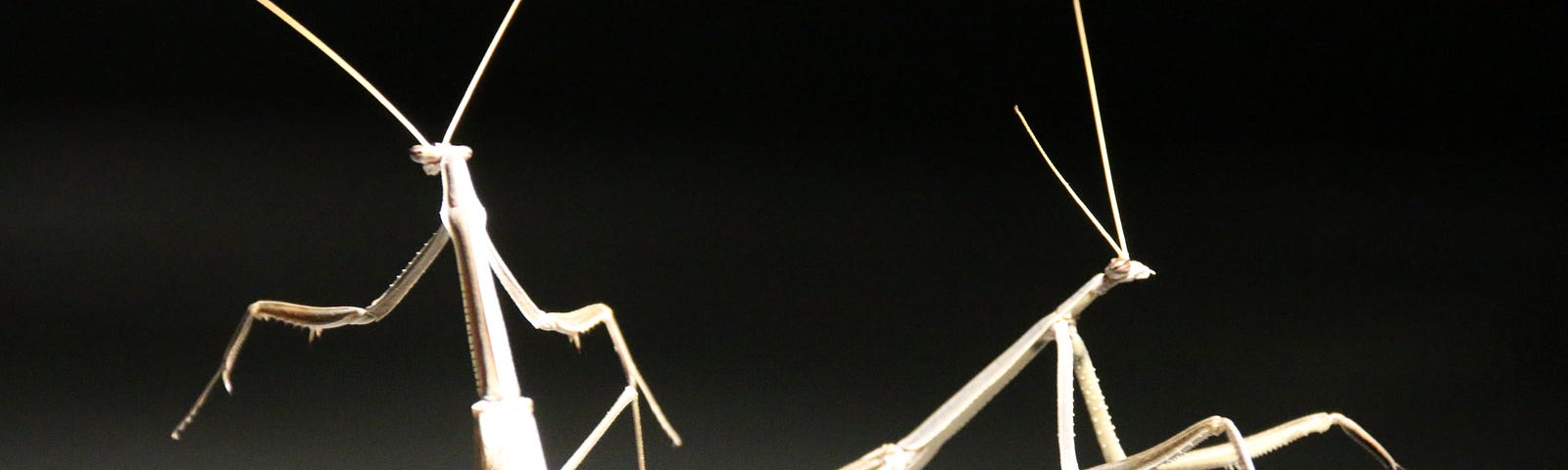 Two dancing praying mantis