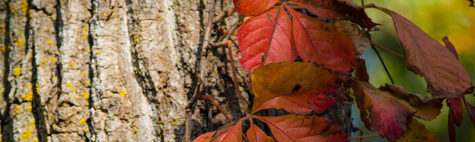 Crimson virginia creeper climbs a maple trunk