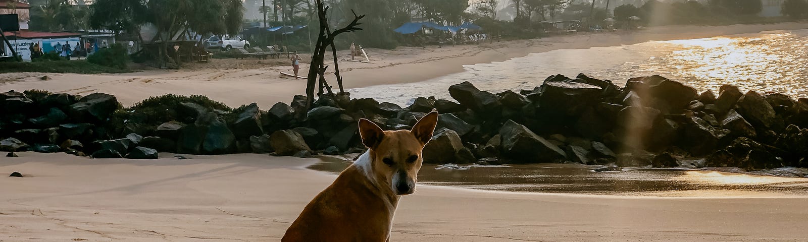 A stray dog sitting on a Sri Lankan beach in early morning light