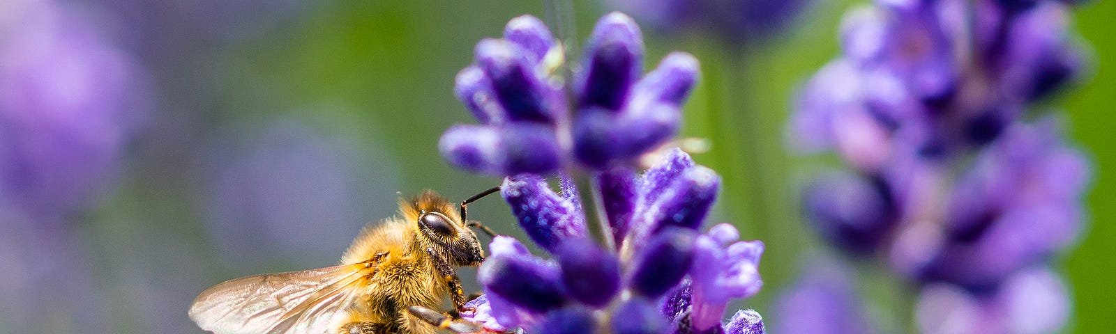 A honey bee on a lavender flower.