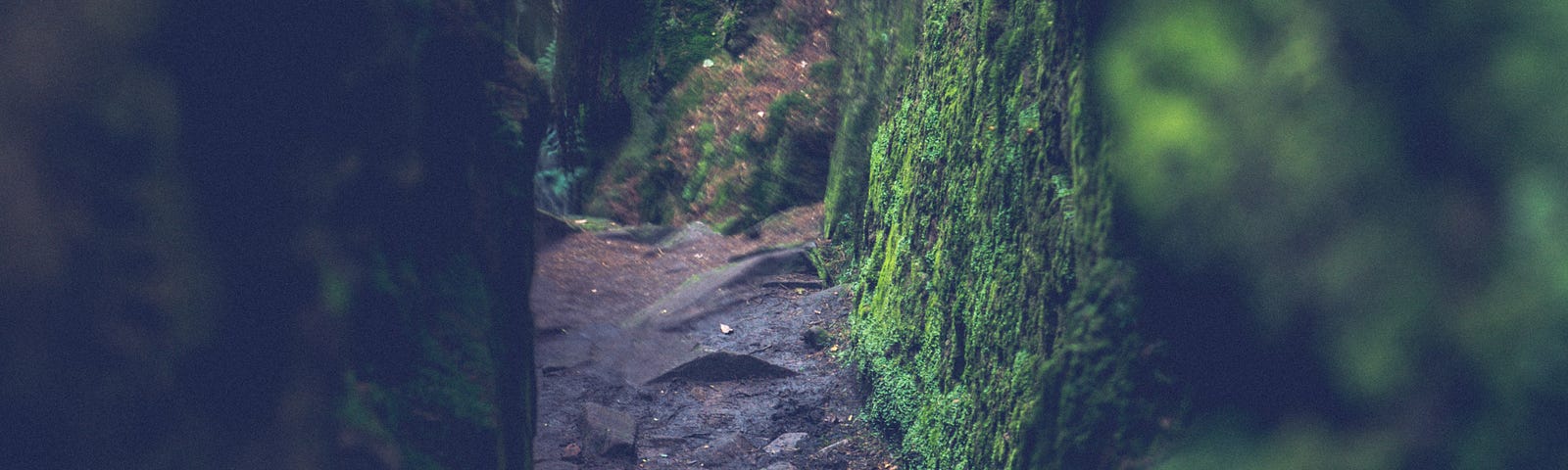 A dark and mossy ravine.