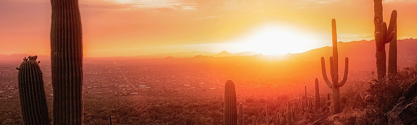 Phoenix at sunset