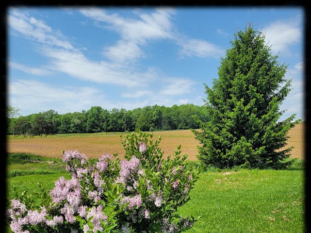 A tall, full pine tree standing in a yard behind it a plowed field and wooded treeline. In the foreground is the top of a lilac bush. The day is bright and sunny with a blue sky and a few whispy, white clouds.