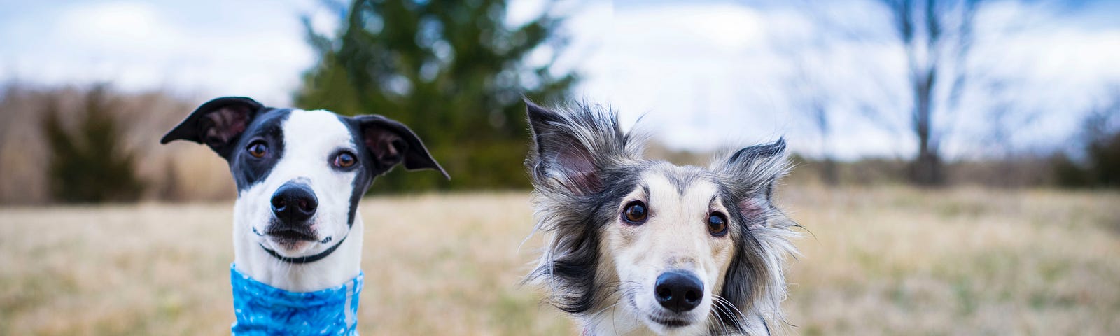 Two whippets. Funny-looking dogs. Things Dani Didn’t Know by Jim Latham