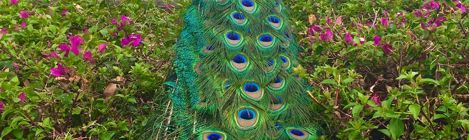 Peacock perched on flower bush displaying its beautiful blue and green tail feathers