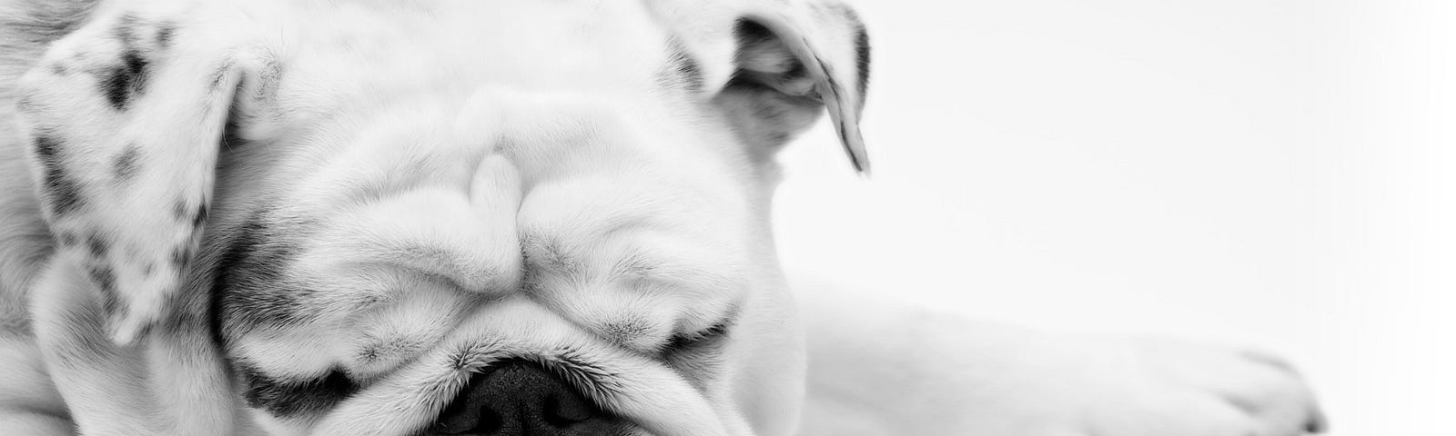 a sleeping white bull dog