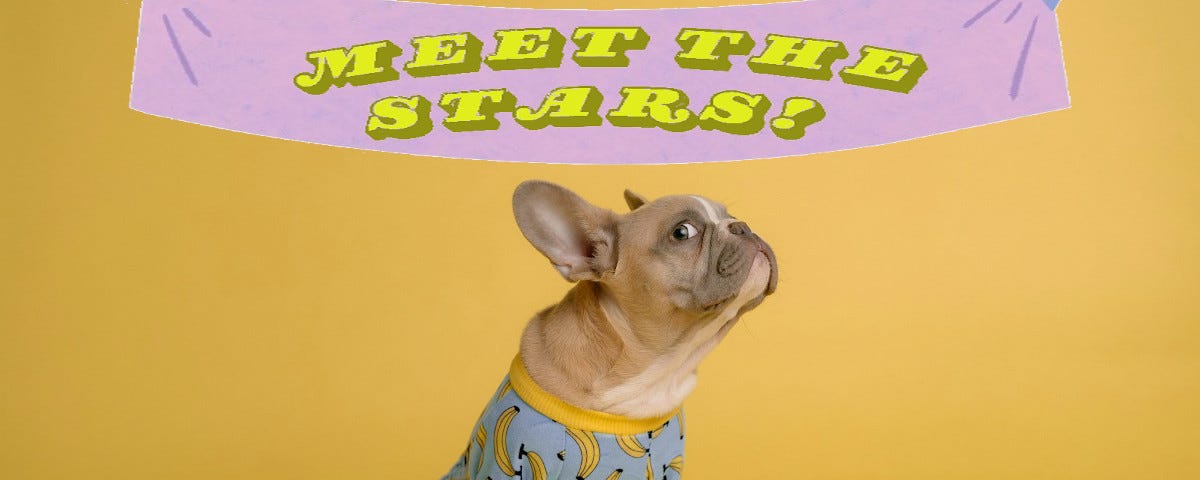 A French bulldog wearing blue pyjamas with a banana motif, sitting beneath a purple banner on which is written, in yellow, “Meet the stars!”