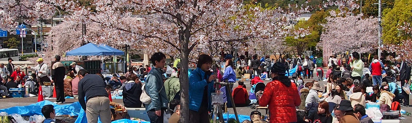 Japanese people sitting on tarps, socializing under blooming cherry trees