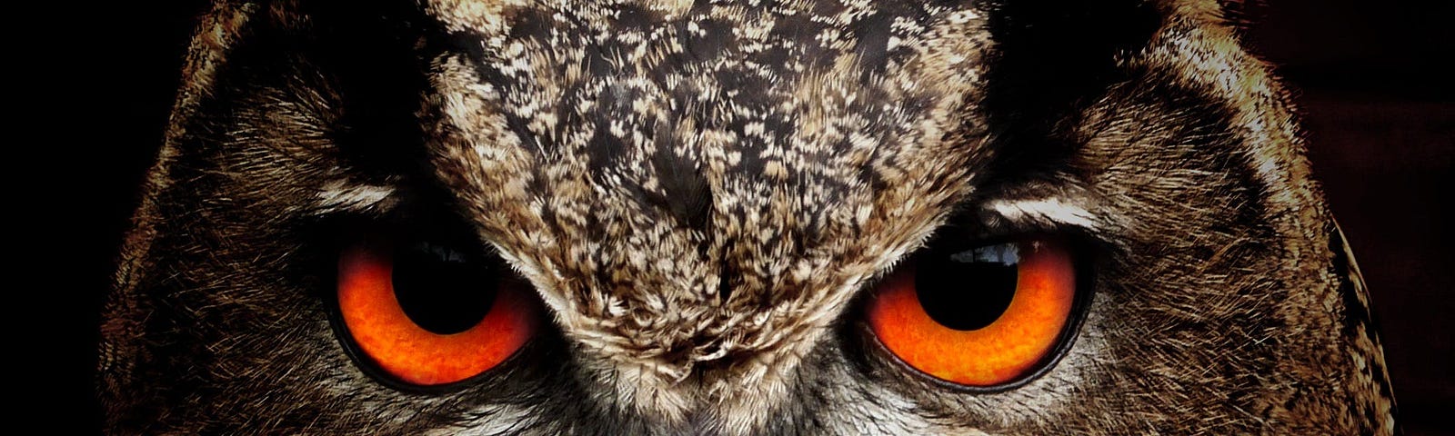 An brown and black eagle owl staring right at you.