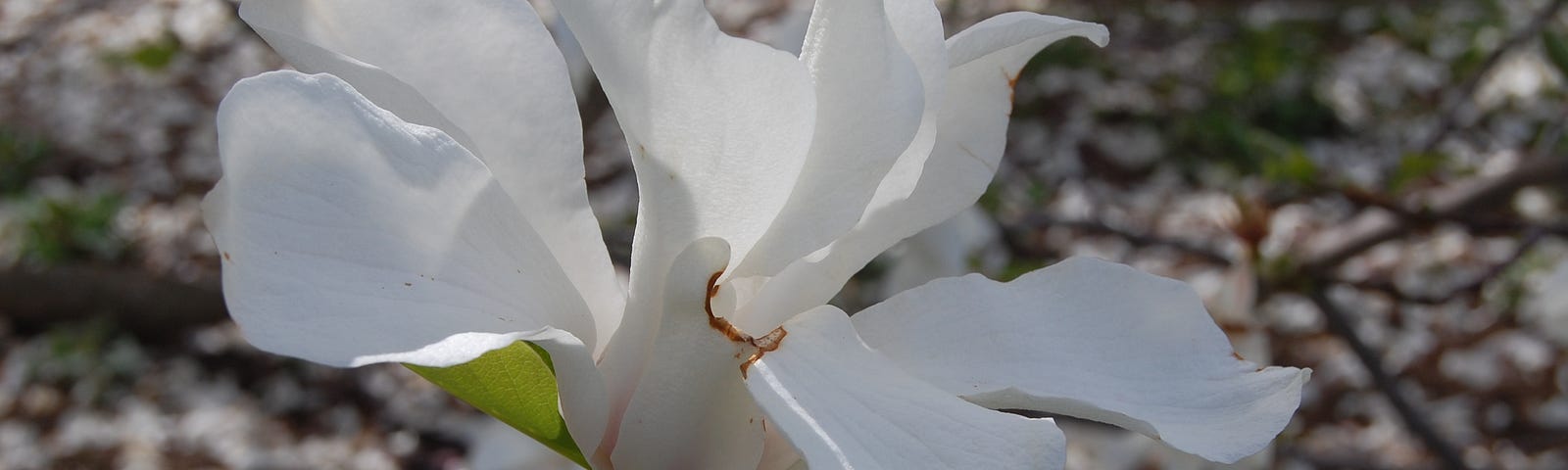 White magnolia blossom.