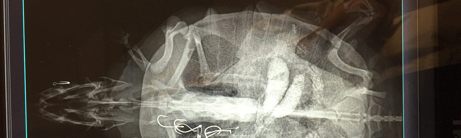 X-Ray taken of a Florida softshell turtle reveals the turtle had ingested numerous fishing hooks.