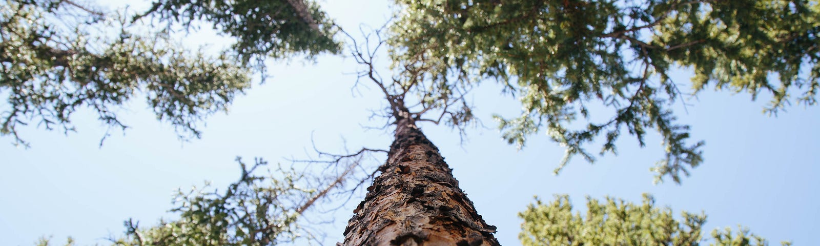 Tall trees reaching out to the sunlit sky