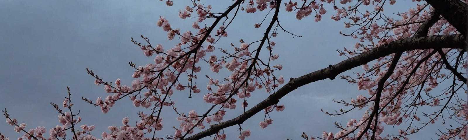 cherry blossom, Pink clouds adrift