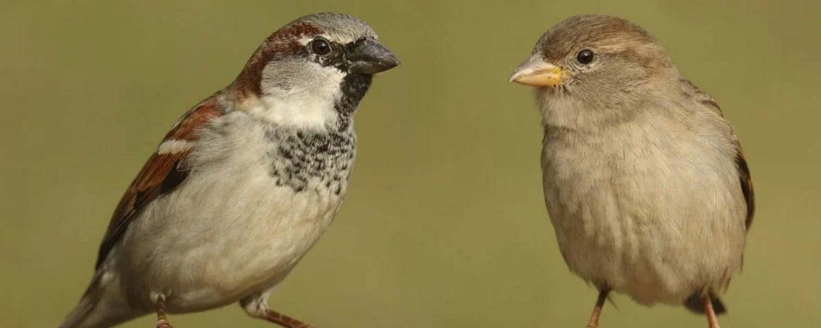 two brown birds looking at each other.