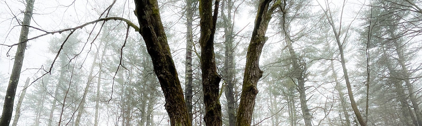 A tall old oak tree in the foreground of an autumn forest portrait. It is foggy and the light is soft. The trees are spectral and the image has an enchanted vibe.