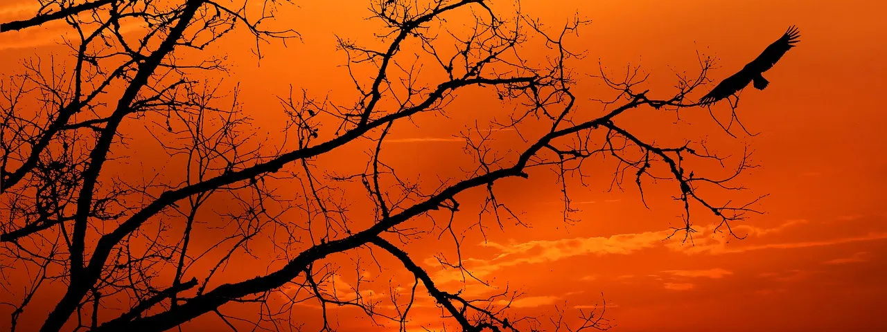A beautiful orange sunset