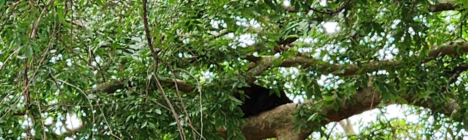 A strange black blob lies on a tree limb and is surrounded by small green leaves.