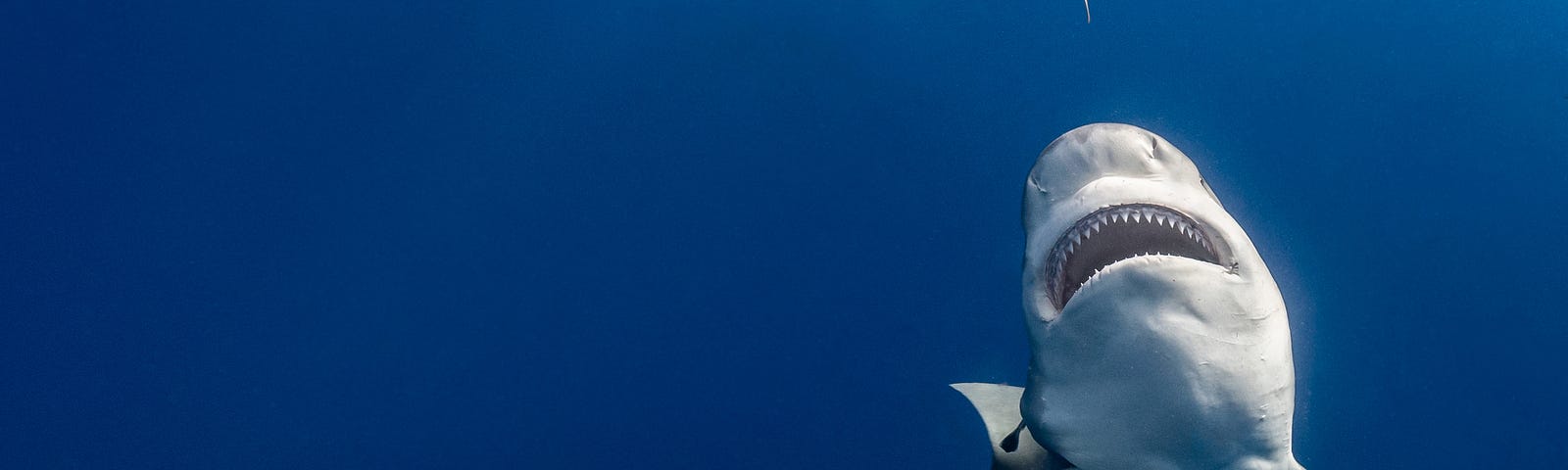 A photograph of a shark with bared teeth swimming in clear, gradient blue ocean water, another shark appears in the background