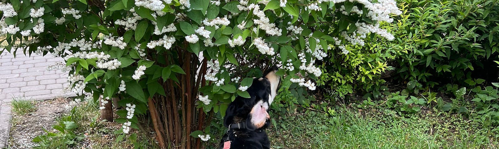 A dog sniffing flowers in the grass.