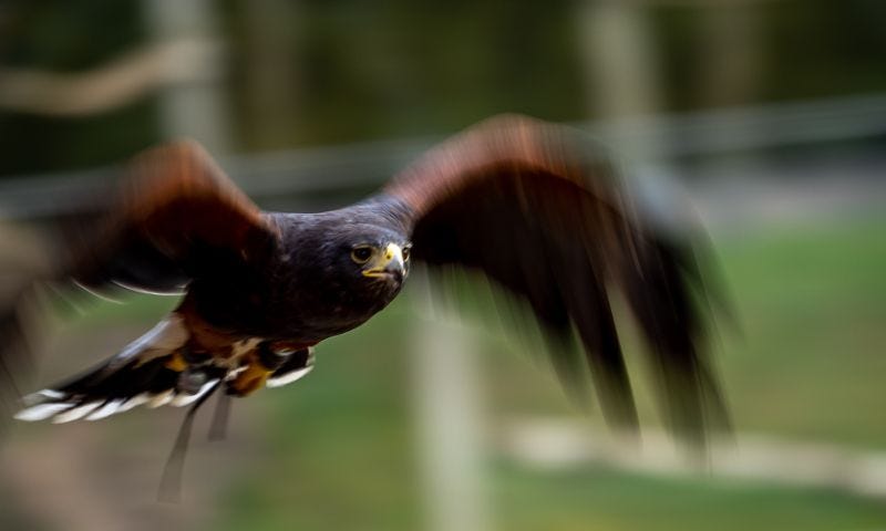 Harris Hawk mid-flight — ©Sarah-Jane White — The Author