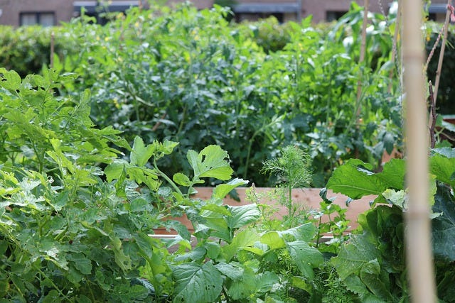 A lush green garden.