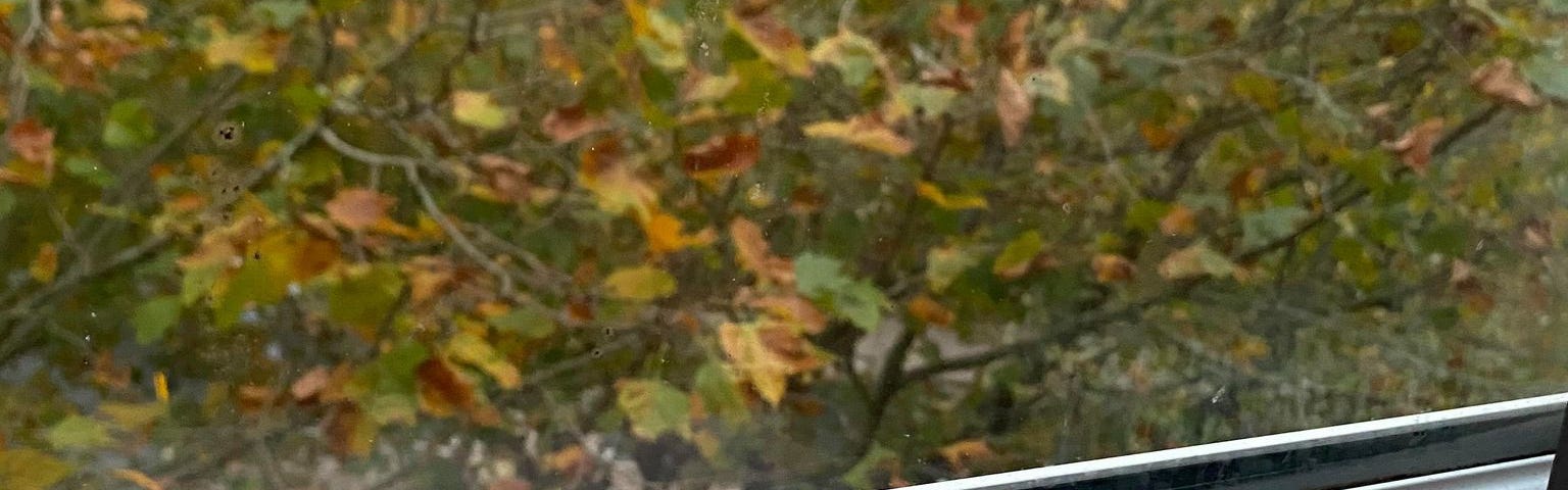 A pink face mask against a window, overlooking a tree. The leaves on the tree are changing colour and many are brown.