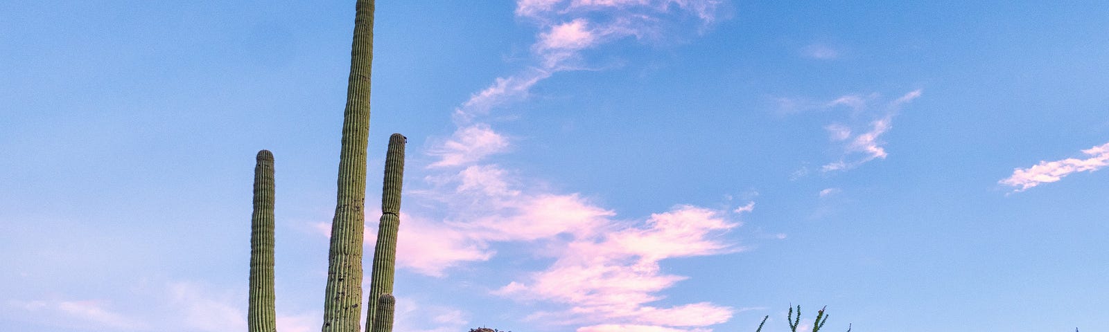 A blue sky and pink clouds are the backdrop to a mountain in the distance and a saguaro cactus in the foreground.