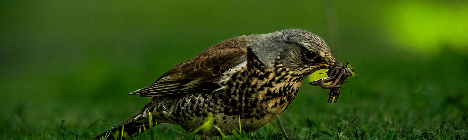 A bird has a worm in its beak while resting upon grass.