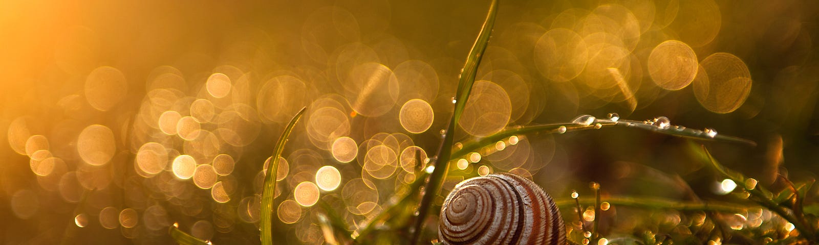 Snail on grass with fantasy-style backlighting