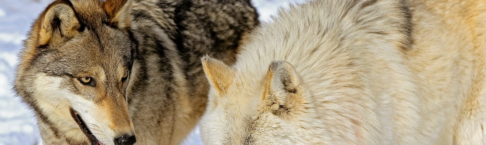 Two wolves in the snow. Depositphotos.