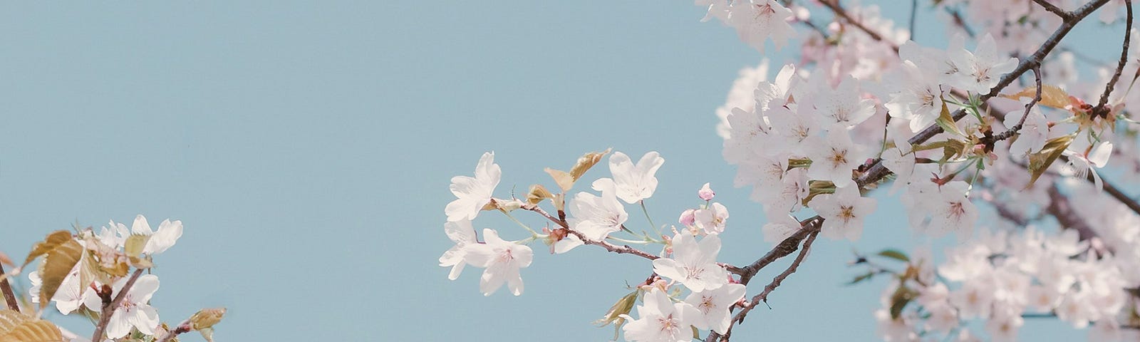white cherry blossom flowers as seen from below with a blue sky behind them