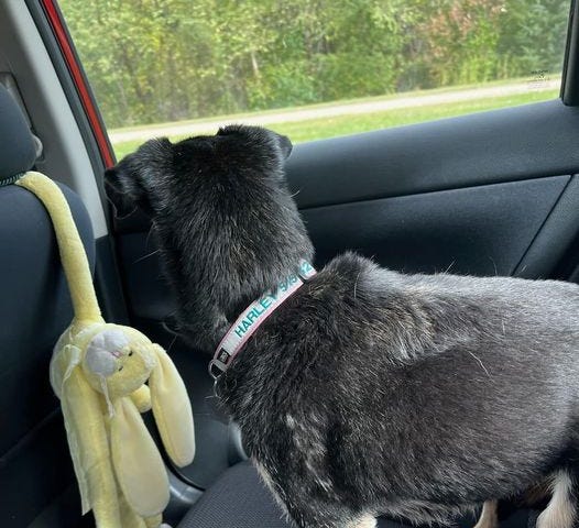A black dog in looks out the window of a car. She is seen from the back. A yello stuffed rabbit hangs in front of her.
