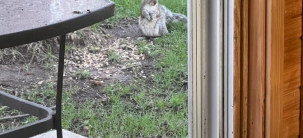 Benny the cat and a squirrel face off. Photo by Ellie Jacobson