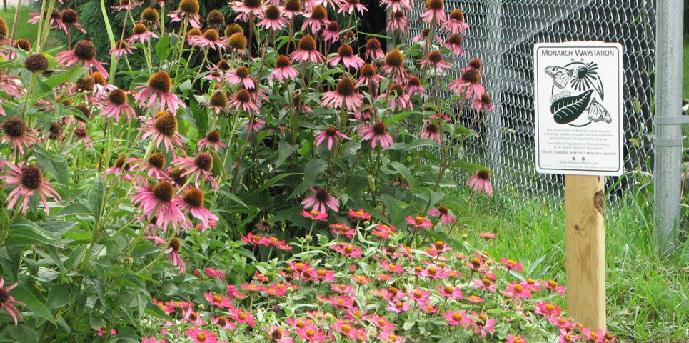 garden of zinnia and coneflower with a monarch watch sign designating a waystation