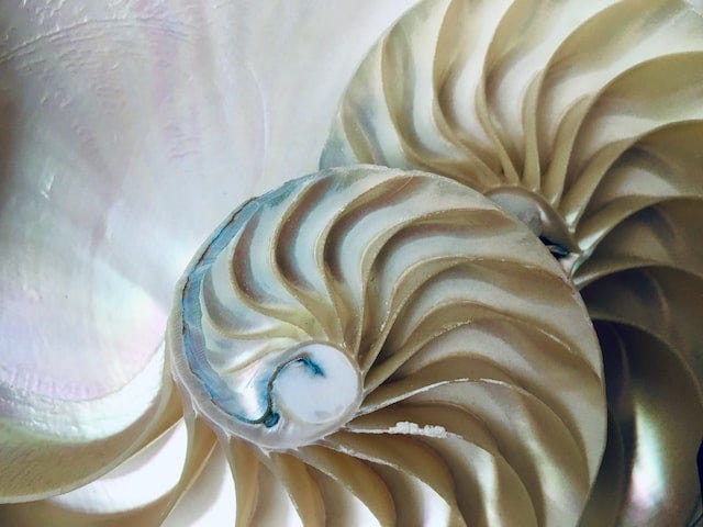 Two nautilus shells spiral on a white surface
