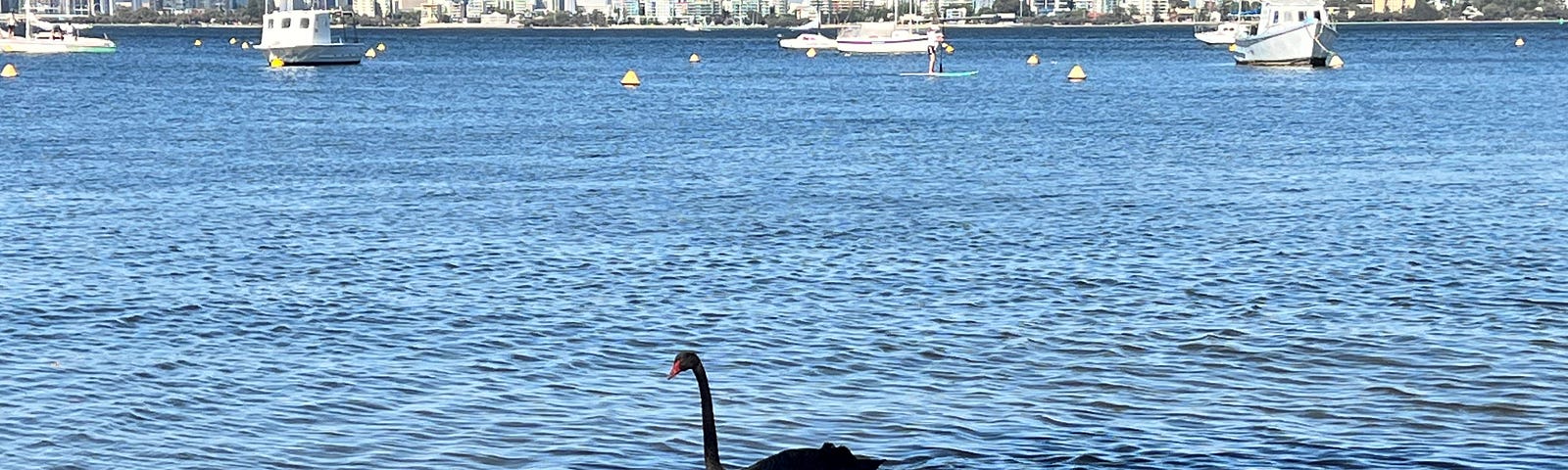 Black swan in blue river with city skyline in the background