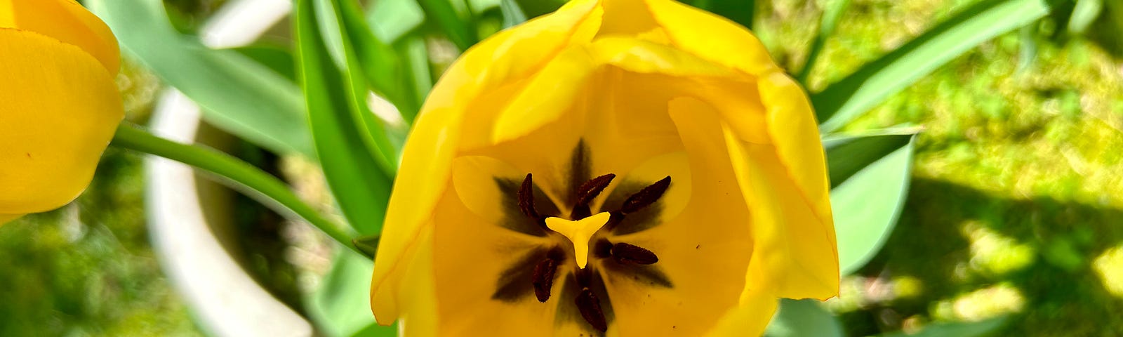 Golden tulip photograph, taken top down and close up on the inside